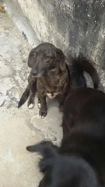 Cachorro ra a SRD idade 1 ano nome Belinhas 