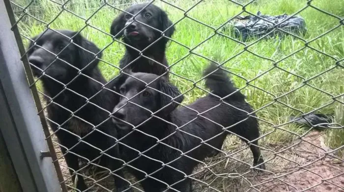 Cachorro ra a SRD idade 1 ano nome Belinhas 