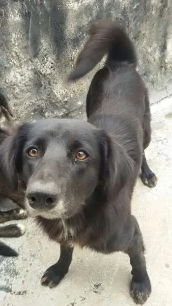 Cachorro ra a SRD idade 1 ano nome Belinhas 
