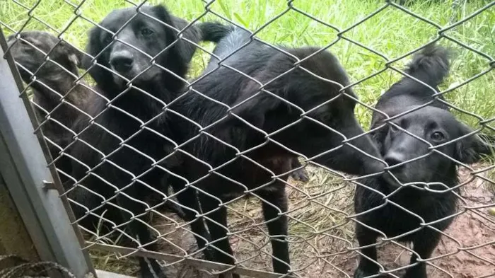 Cachorro ra a SRD idade 1 ano nome Belinhas 