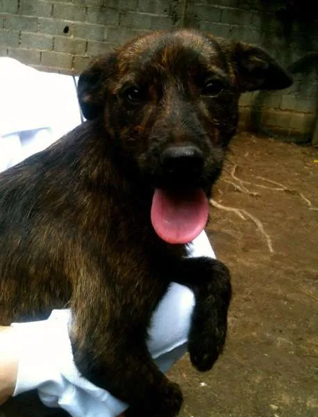 Cachorro ra a SRD idade 2 a 6 meses nome Teka