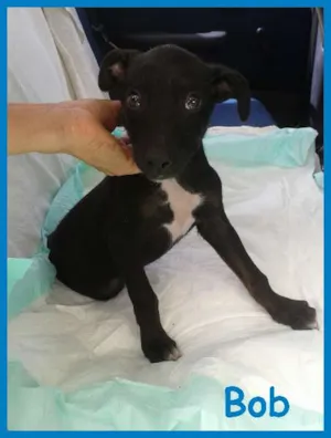 Cachorro raça SRD idade 2 a 6 meses nome BOB