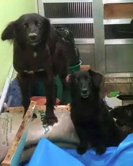 Cachorro ra a SRD idade 1 ano nome Belinhas 