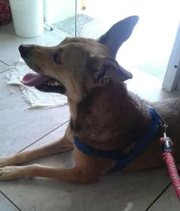 Cachorro ra a SRD idade 2 anos nome Paulinha