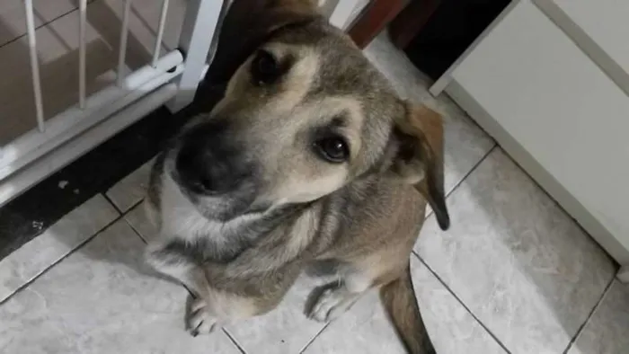 Cachorro ra a SRD idade 1 ano nome LInda