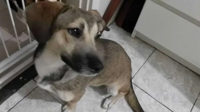 Cachorro ra a SRD idade 1 ano nome LInda