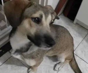 Cachorro raça SRD idade 1 ano nome LInda