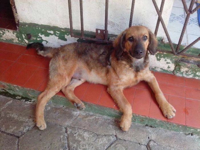 Cachorro raça SRD idade 7 a 11 meses nome Sid e Manny