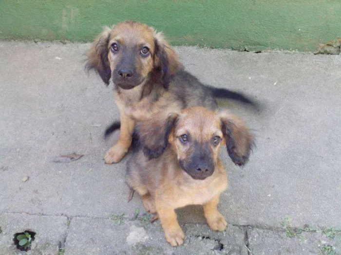 Cachorro raça SRD idade 7 a 11 meses nome Sid e Manny