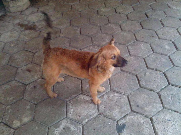 Cachorro raça SRD idade 7 a 11 meses nome Sid e Manny