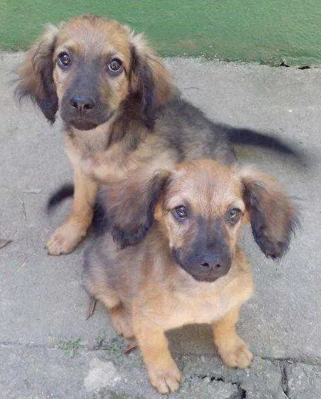 Cachorro raça SRD idade 7 a 11 meses nome Sid e Manny