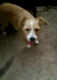 Xuxa
