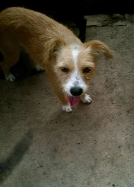 Cachorro ra a SRD idade 7 a 11 meses nome Xuxa