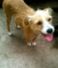 Xuxa
