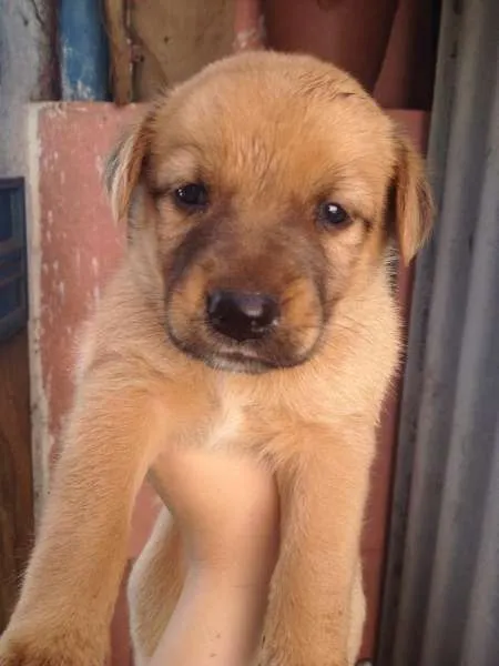 Cachorro ra a SRD idade Abaixo de 2 meses nome NÃO TEM