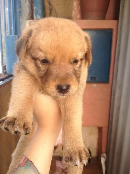Cachorro ra a SRD idade Abaixo de 2 meses nome NÃO TEM
