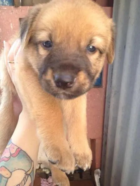 Cachorro ra a SRD idade Abaixo de 2 meses nome NÃO TEM