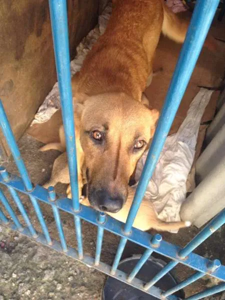 Cachorro ra a SRD idade 2 anos nome PANTERA