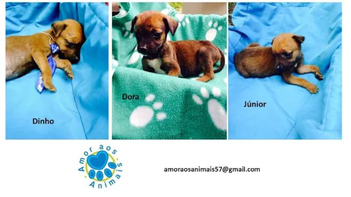 Cachorro ra a SRD idade Abaixo de 2 meses nome Dinho, Dora e Junior