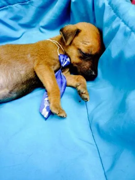 Cachorro ra a SRD idade Abaixo de 2 meses nome Dinho, Dora e Junior