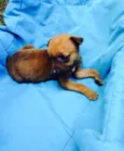 Dinho, Dora e Junior