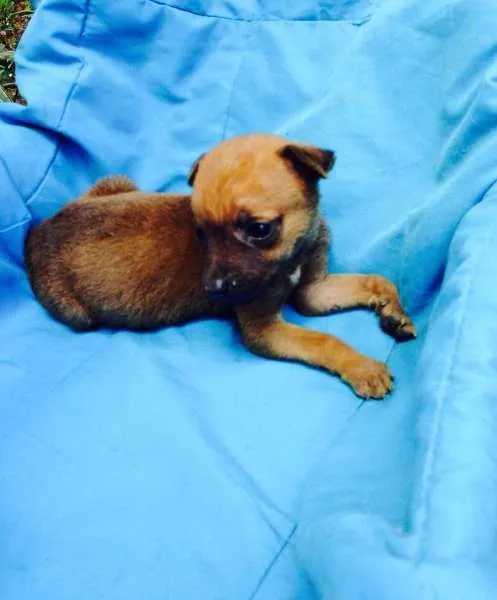 Cachorro ra a SRD idade Abaixo de 2 meses nome Dinho, Dora e Junior
