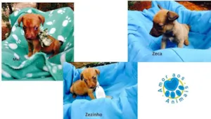 Cachorro raça SRD idade Abaixo de 2 meses nome Mel, Zeca e Zezinho