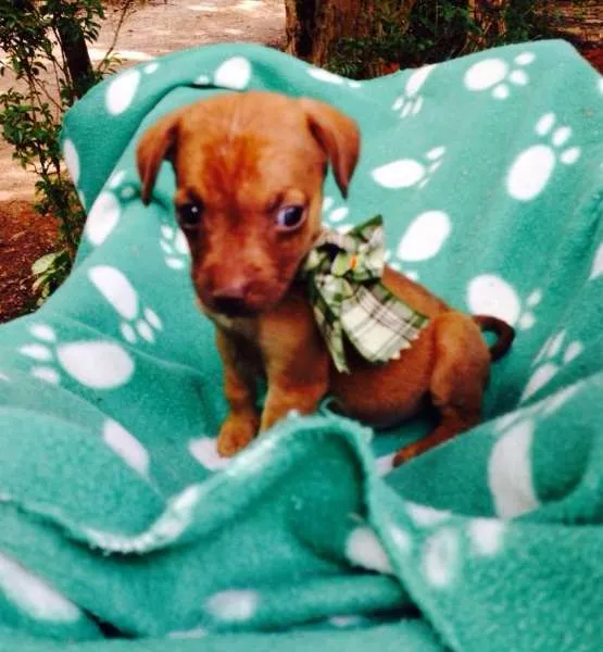 Cachorro ra a SRD idade Abaixo de 2 meses nome Mel, Zeca e Zezinho