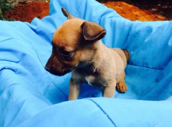 Cachorro ra a SRD idade Abaixo de 2 meses nome Mel, Zeca e Zezinho