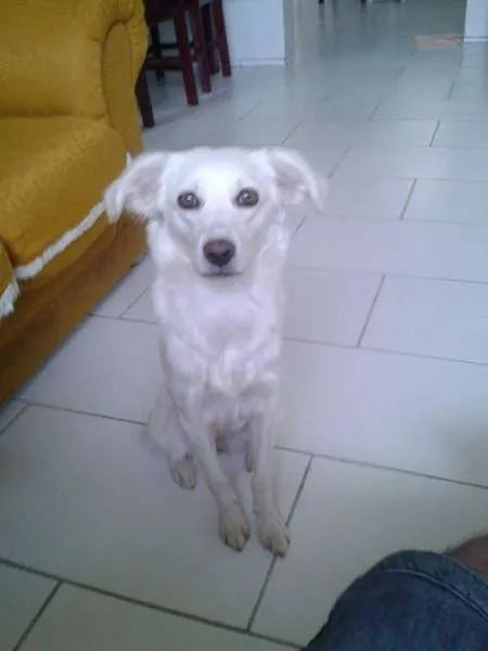 Cachorro ra a SRD idade 2 a 6 meses nome Lola