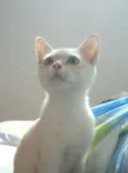 Mimi