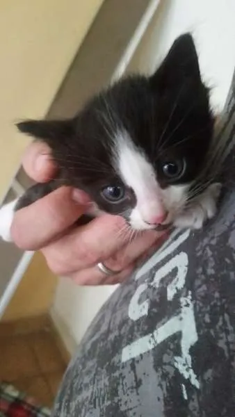 Gato ra a  idade Abaixo de 2 meses nome SEM NOME