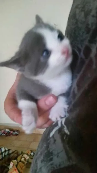 Gato ra a  idade Abaixo de 2 meses nome SEM NOME