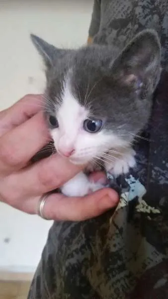 Gato ra a  idade Abaixo de 2 meses nome SEM NOME