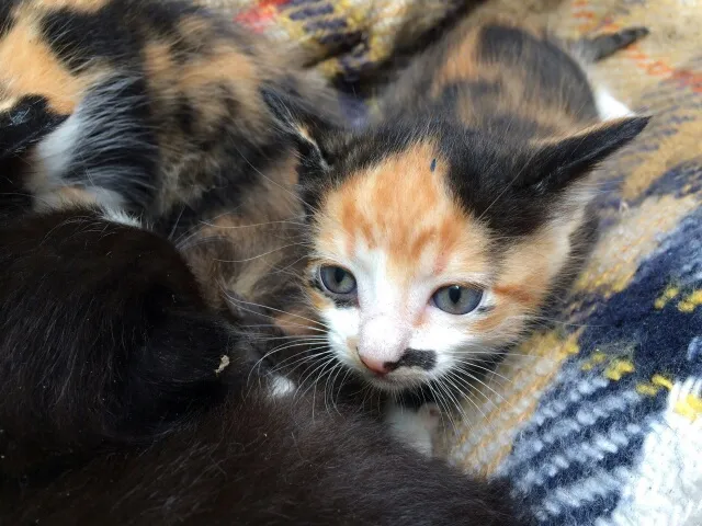 Gato ra a  idade Abaixo de 2 meses nome SEM NOME