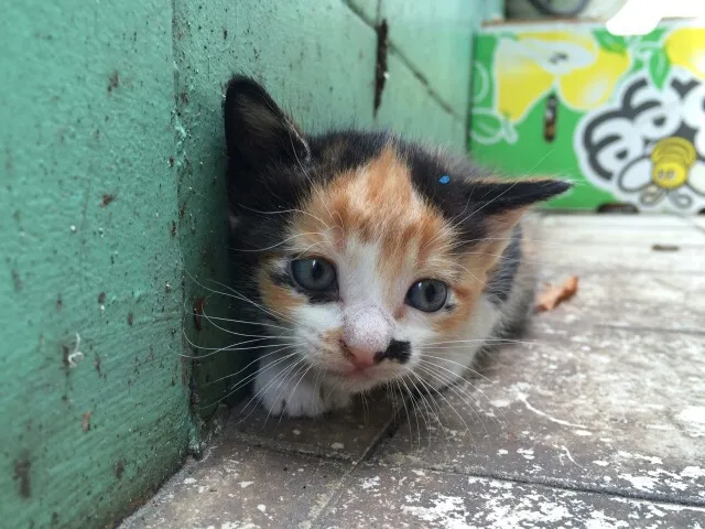 Gato ra a  idade Abaixo de 2 meses nome SEM NOME