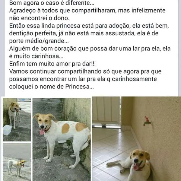 Cachorro ra a SRD idade 7 a 11 meses nome princesa