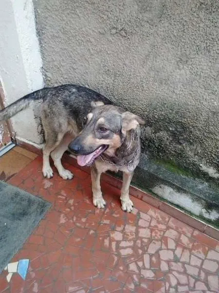 Cachorro ra a Pastor Alemão idade  nome Luna