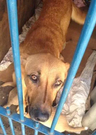 Cachorro ra a SRD idade 2 anos nome PANTERA