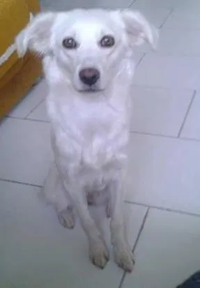 Cachorro ra a SRD idade 2 a 6 meses nome Lola