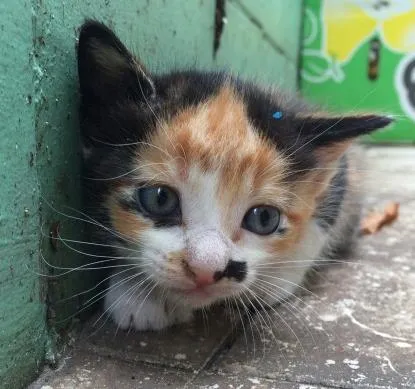Gato ra a  idade Abaixo de 2 meses nome SEM NOME