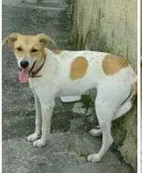 Cachorro ra a SRD idade 7 a 11 meses nome princesa