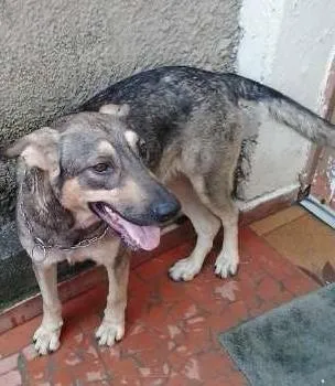Cachorro ra a Pastor Alemão idade  nome Luna