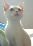 Mimi