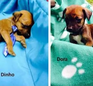 Cachorro raça SRD idade Abaixo de 2 meses nome Dinho, Dora e Junior