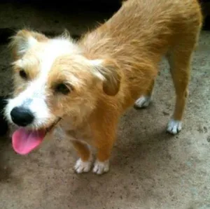 Cachorro raça SRD idade 7 a 11 meses nome Xuxa