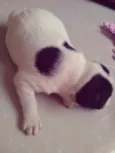 Jujuba, Marshmallow