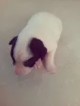 Jujuba, Marshmallow