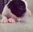 Jujuba, Marshmallow