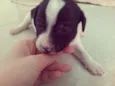 Jujuba, Marshmallow
